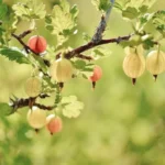 health benefits of gooseberries