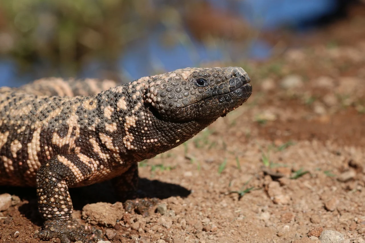 GLP-1 incretins were extracted from the saliva of Gila monster