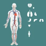 SGLT2 Inhibitors, Indications, MOA, Use in CKD and CVD 38 sglt2 inhibitors use in ckd heart and obesity