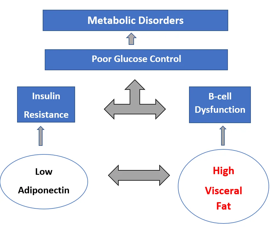 What is Visceral Fat (Omental Fat) & How to Get Rid of it? 14 visceral fat metabolic syndrome diabetes and insulin resistance