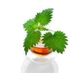 green tea with honey and cinnamon for weight loss