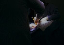 Does Bariatric Surgery Help Hypothyroidism? 5 thyroid functions bariatric surgery complications gastric bypass complications, gastric sleeve complications years later, complications of bariatric surgery