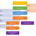 Baxdrostat aldosterone synthesis pathway
