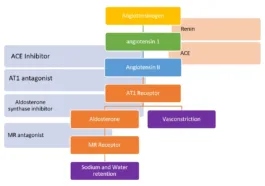 Baxdrostat aldosterone synthesis pathway