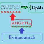 Evinacumab (Evkeeza - Regeneron) for HoFH 33 Evinacumab MOA Evkeeza