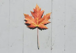 VELSIPITY etrasimod for ulcerative colitis