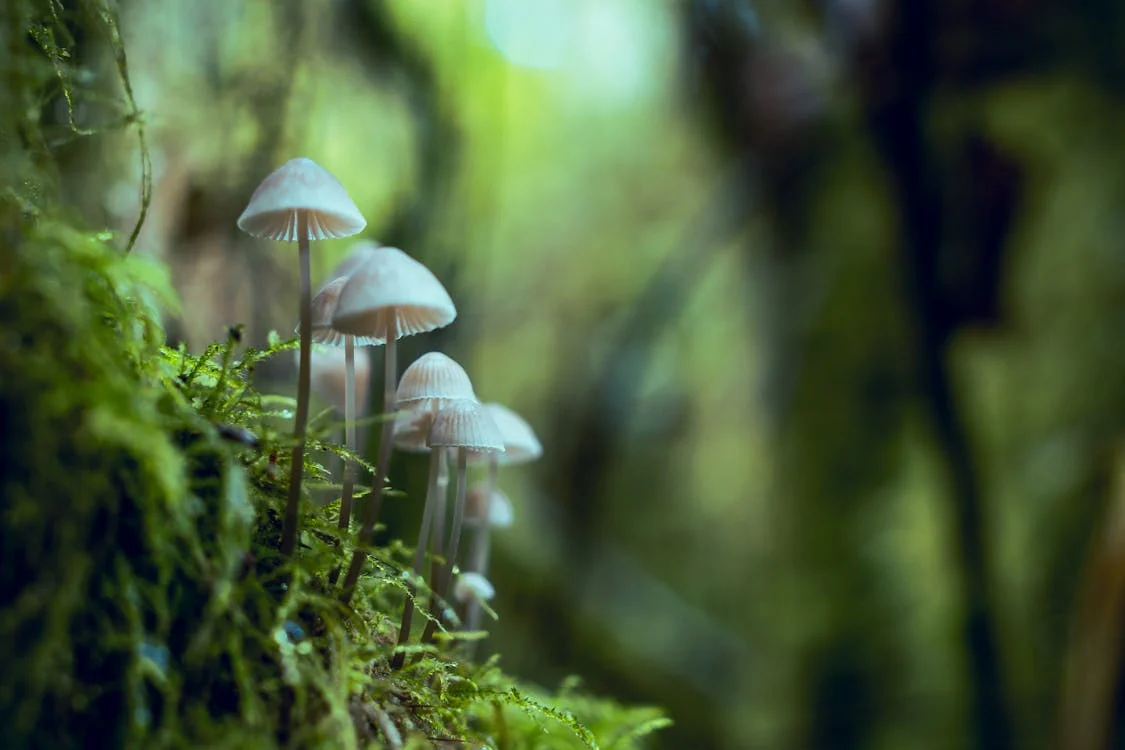 Psilocybin for Depression: A Promising New Path? 15 Psilocybin for Depression