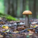 Psilocybin for Depression: A Promising New Path? 30 psilocybin for depression and anxiety magic mushroom for depression