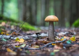 psilocybin for depression and anxiety magic mushroom for depression