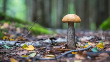 psilocybin for depression and anxiety magic mushroom for depression