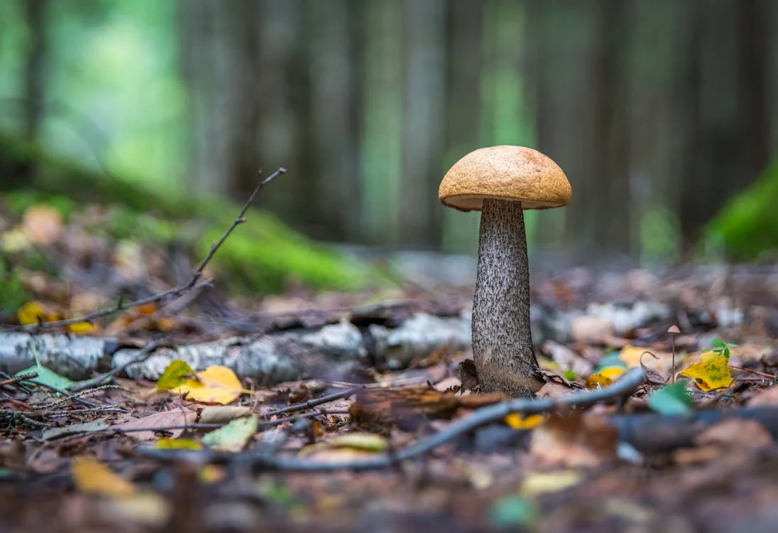 psilocybin for depression and anxiety magic mushroom for depression
