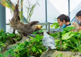 children playing with a sloth. sloth fever symptoms diagnosis and prevention